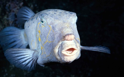 best gift for debutante girl